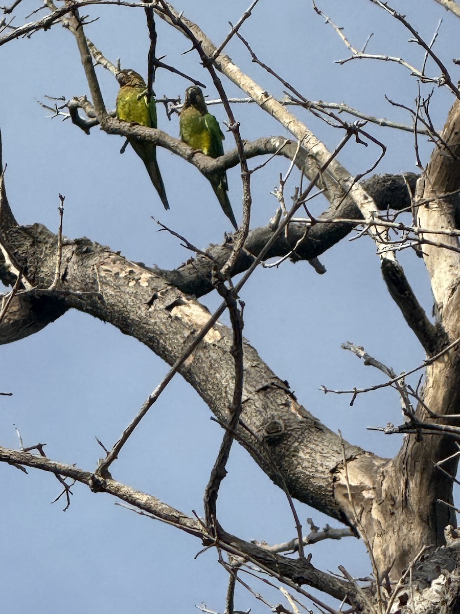 Brown-throated Parakeet - ML646800026