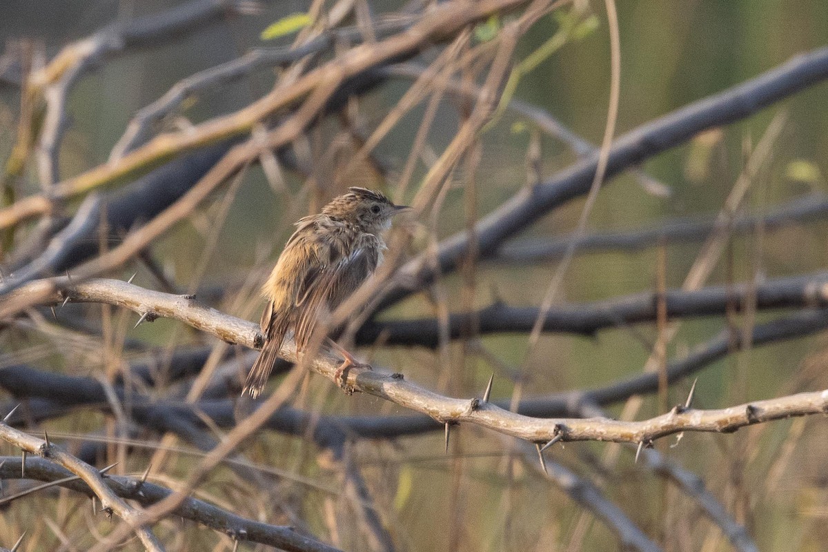 Zitting Cisticola - ML646800027