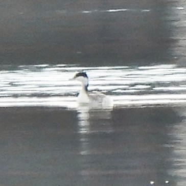 Красношейная поганка - ML646800028