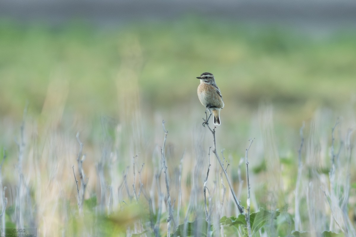 Whinchat - ML646800029