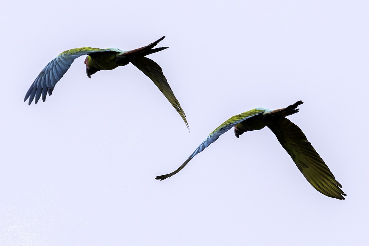 Guacamayo Ambiguo - ML646800031