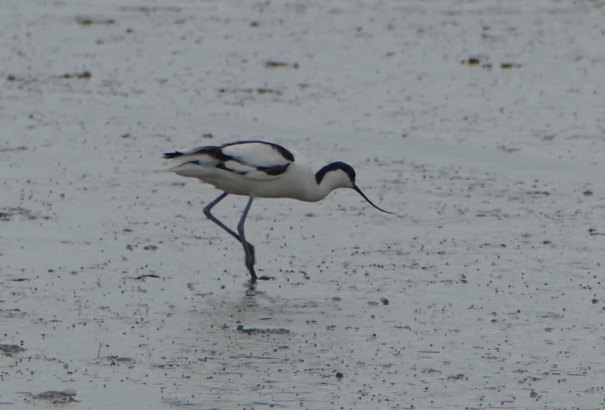 ソリハシセイタカシギ - ML646800032