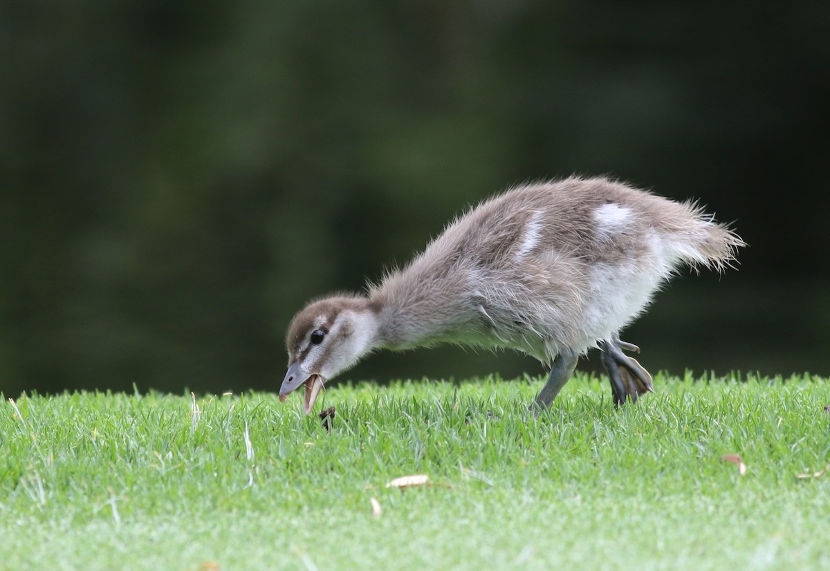 Maned Duck - ML646800038