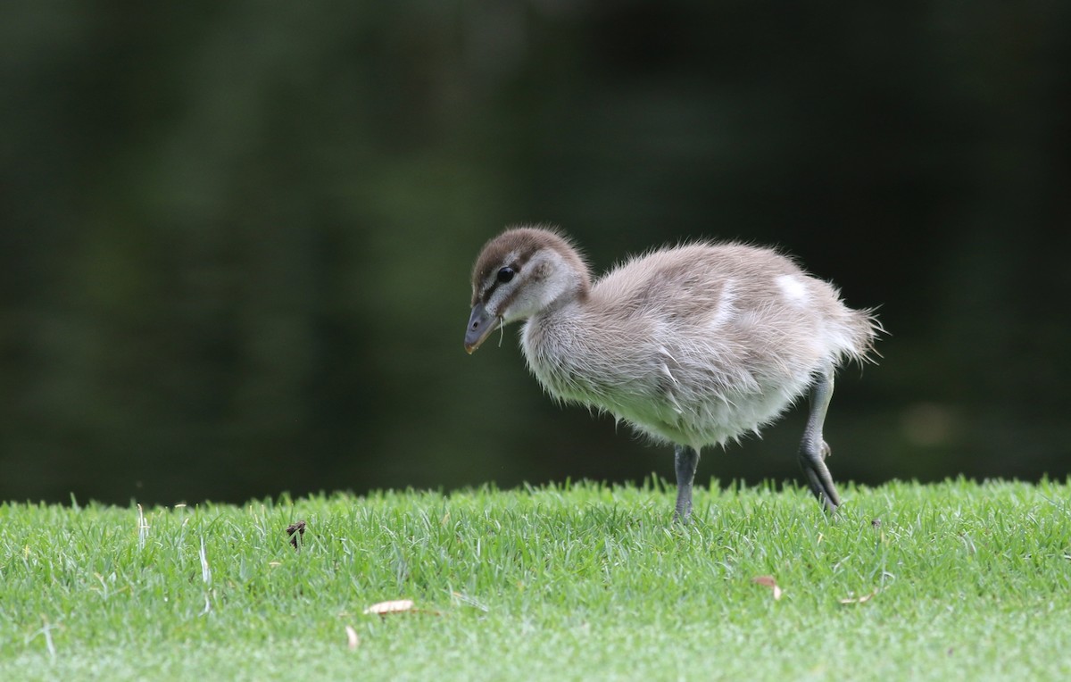 Maned Duck - ML646800039