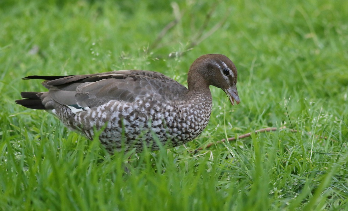 Maned Duck - ML646800040