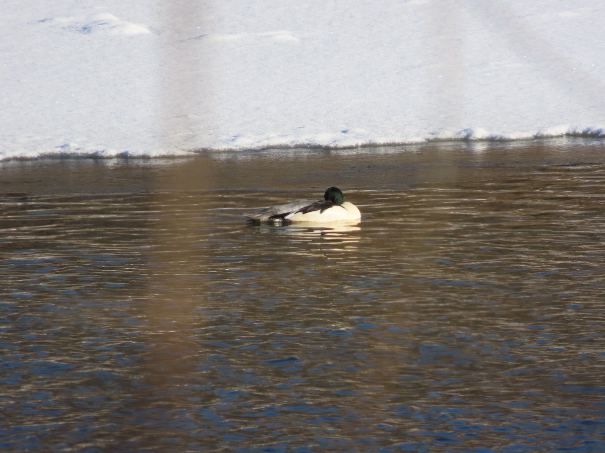 Common Merganser - ML646800041