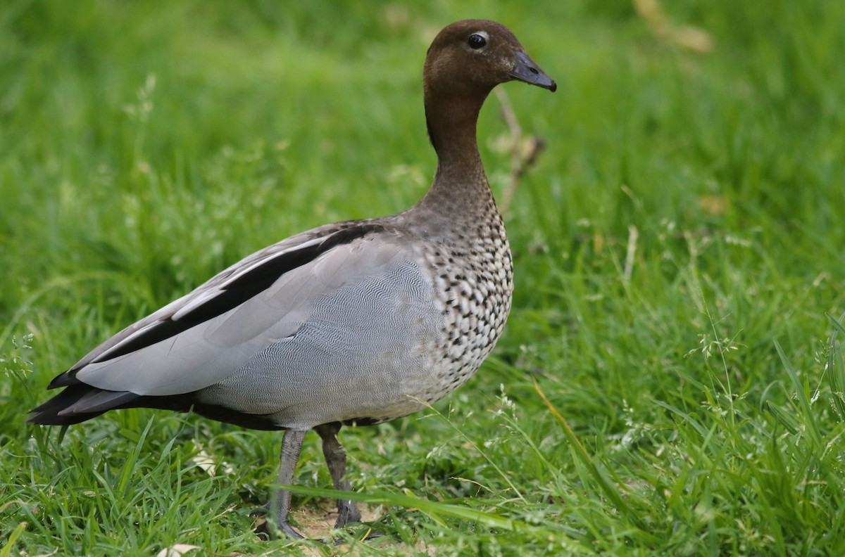 Maned Duck - ML646800042
