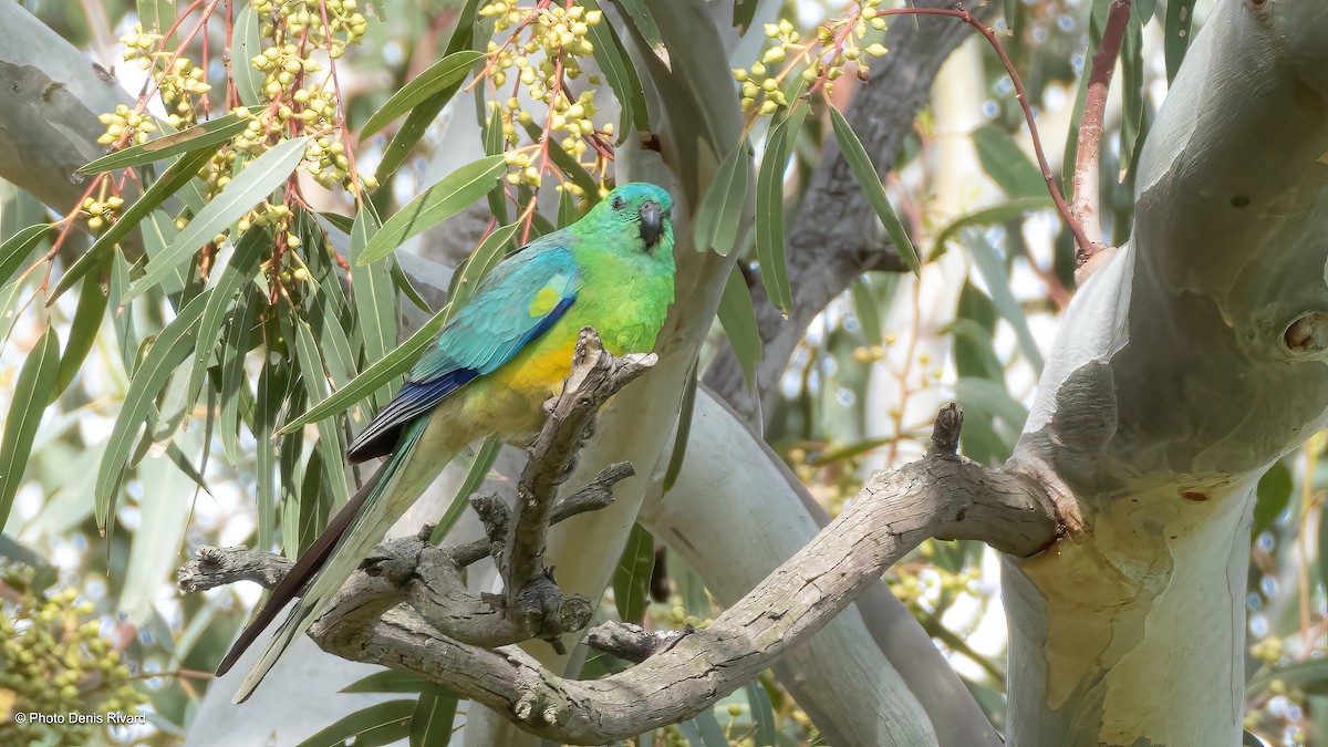 Singsittich - ML646800043