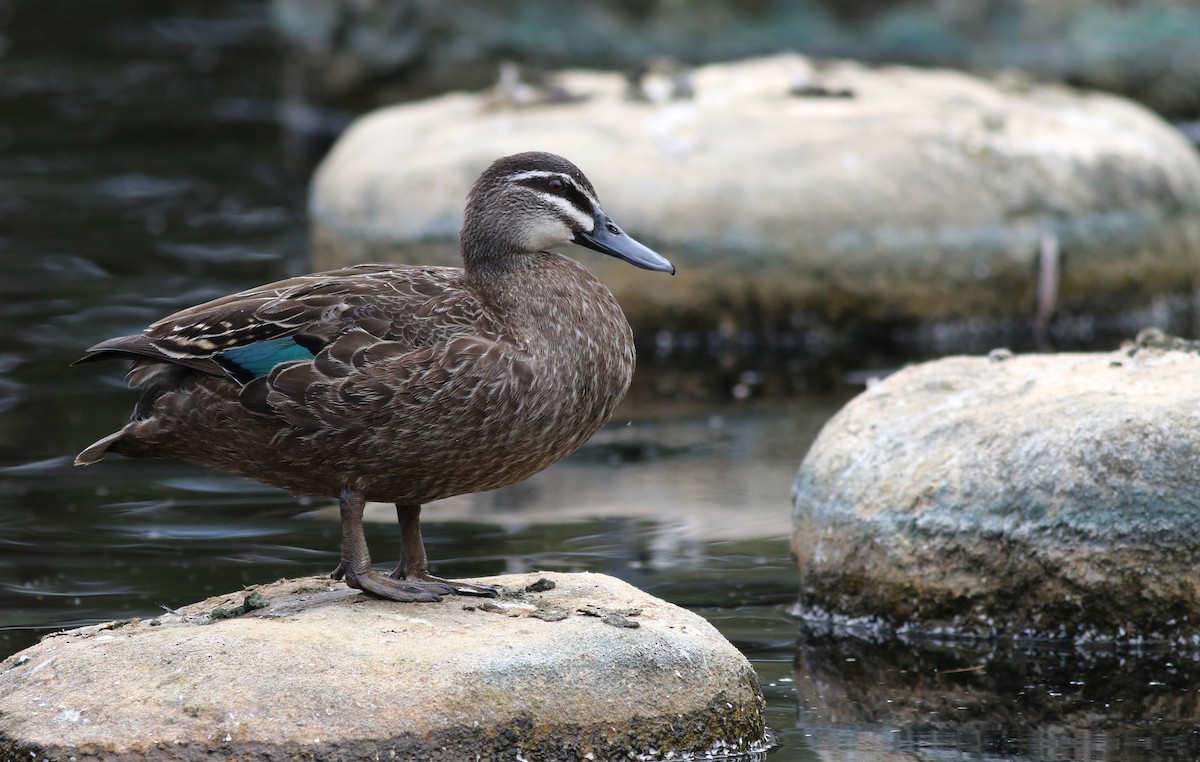 Pacific Black Duck - ML646800050