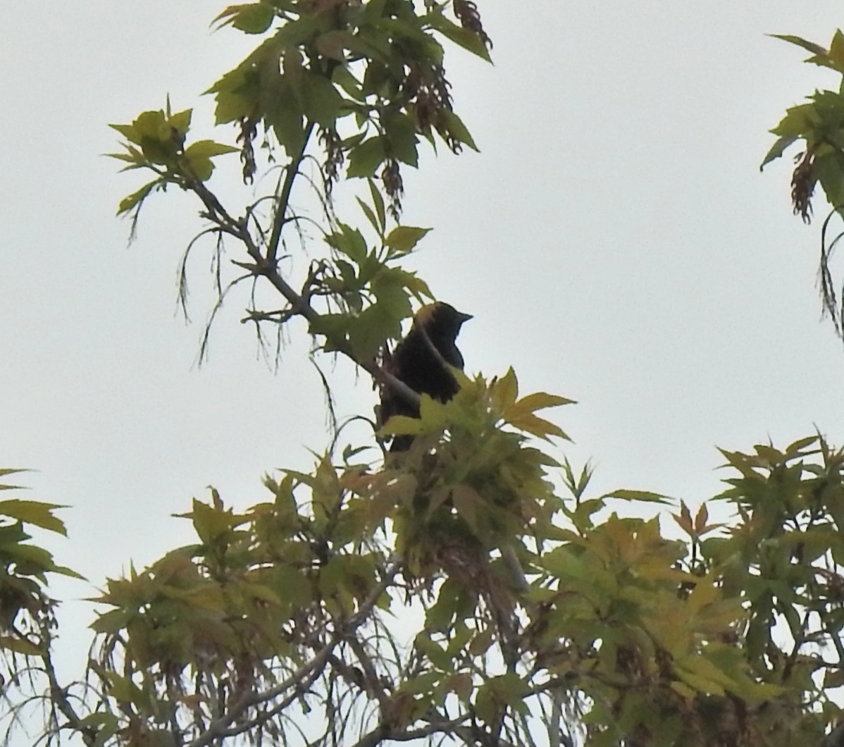 ボボリンク - ML646800051