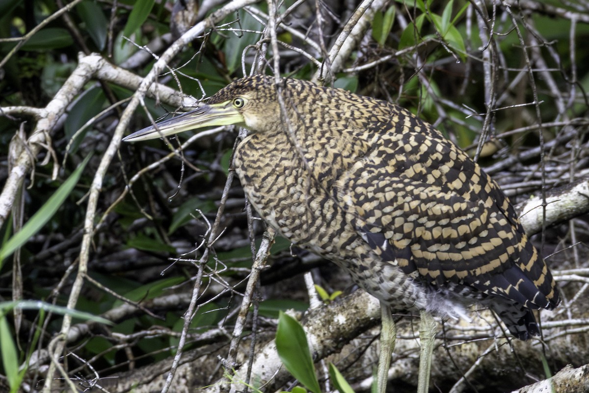 Bare-throated Tiger-Heron - ML646800052