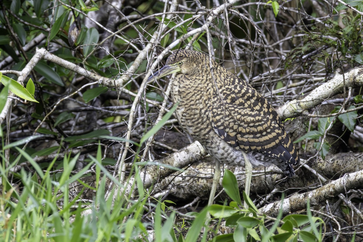 Bare-throated Tiger-Heron - ML646800053