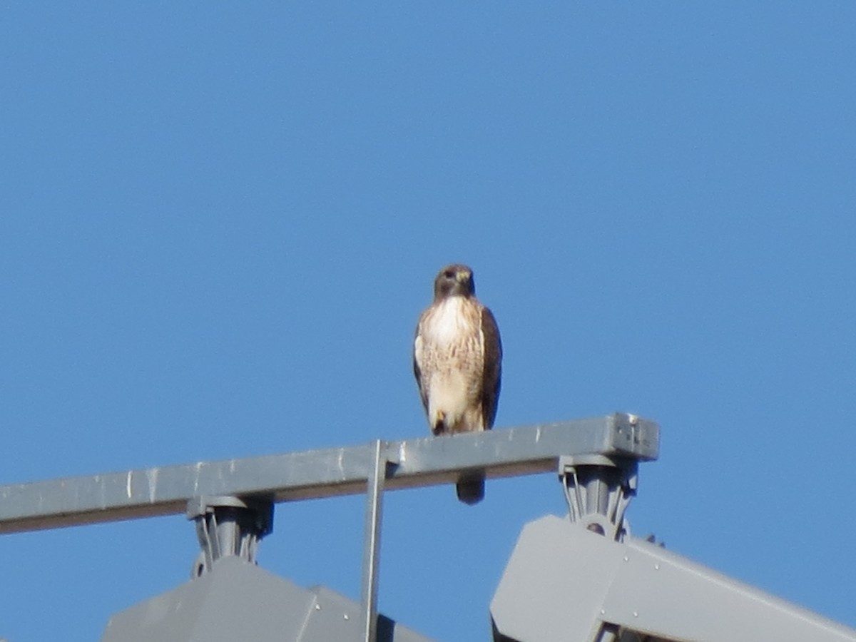 Busardo Colirrojo - ML646800055