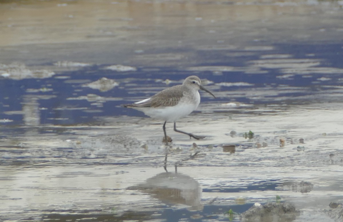 サルハマシギ - ML646800056