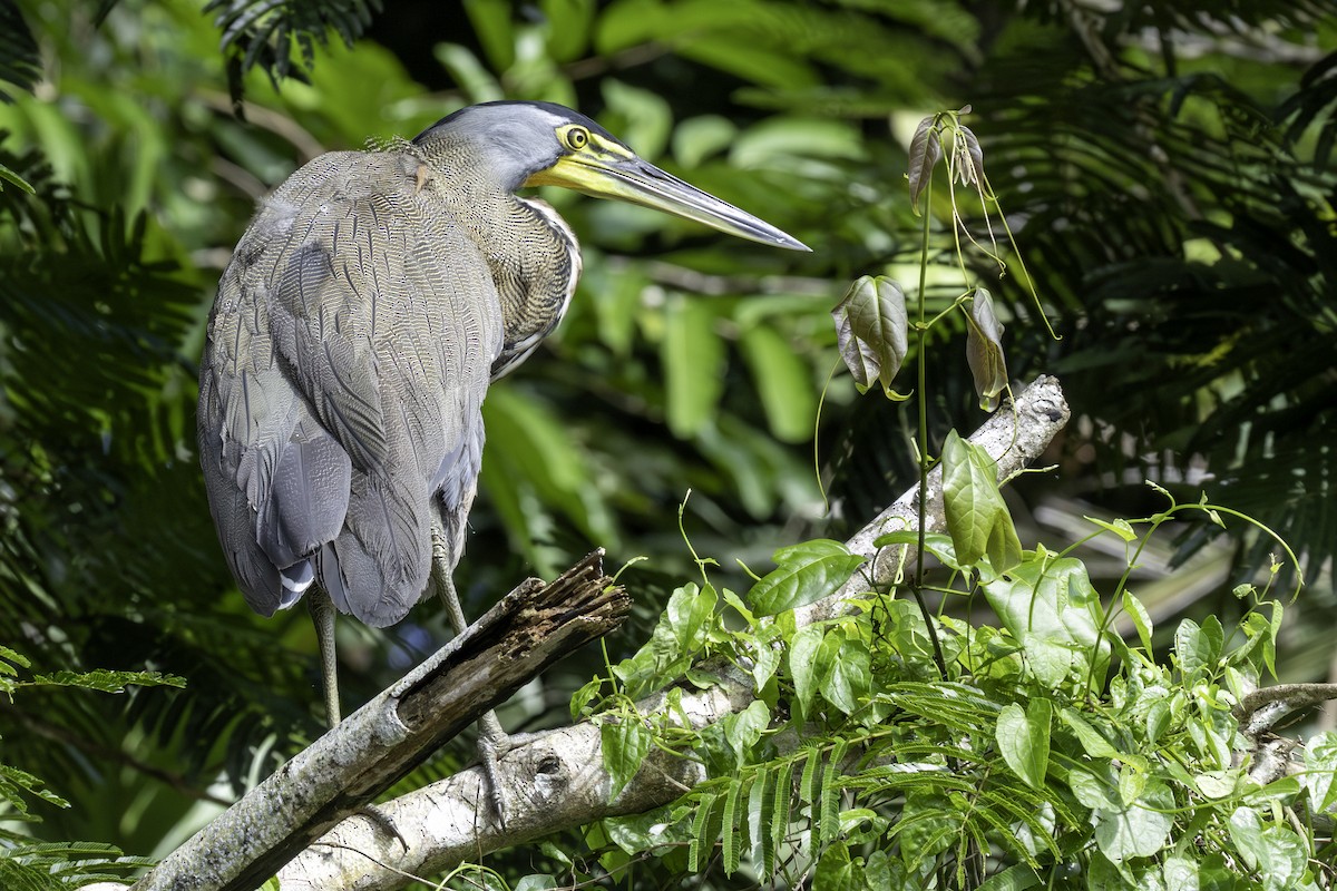 Bare-throated Tiger-Heron - ML646800058