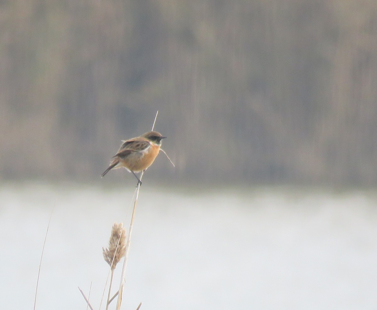 European Stonechat - ML646800059