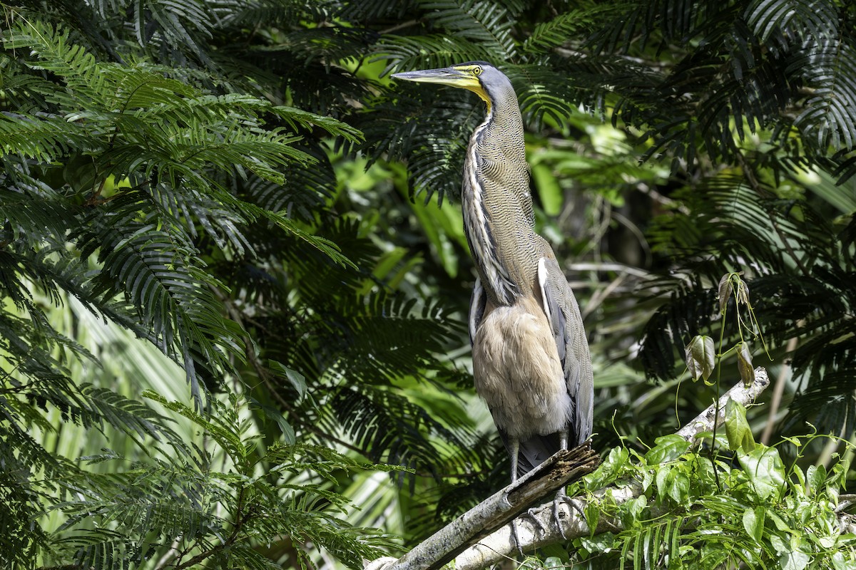 Bare-throated Tiger-Heron - ML646800060