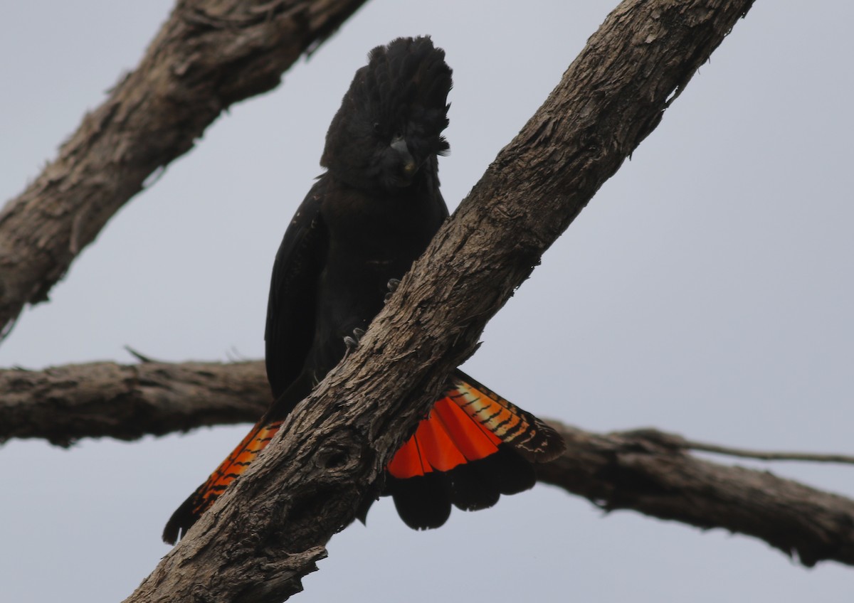 Red-tailed Black-Cockatoo - ML646800061