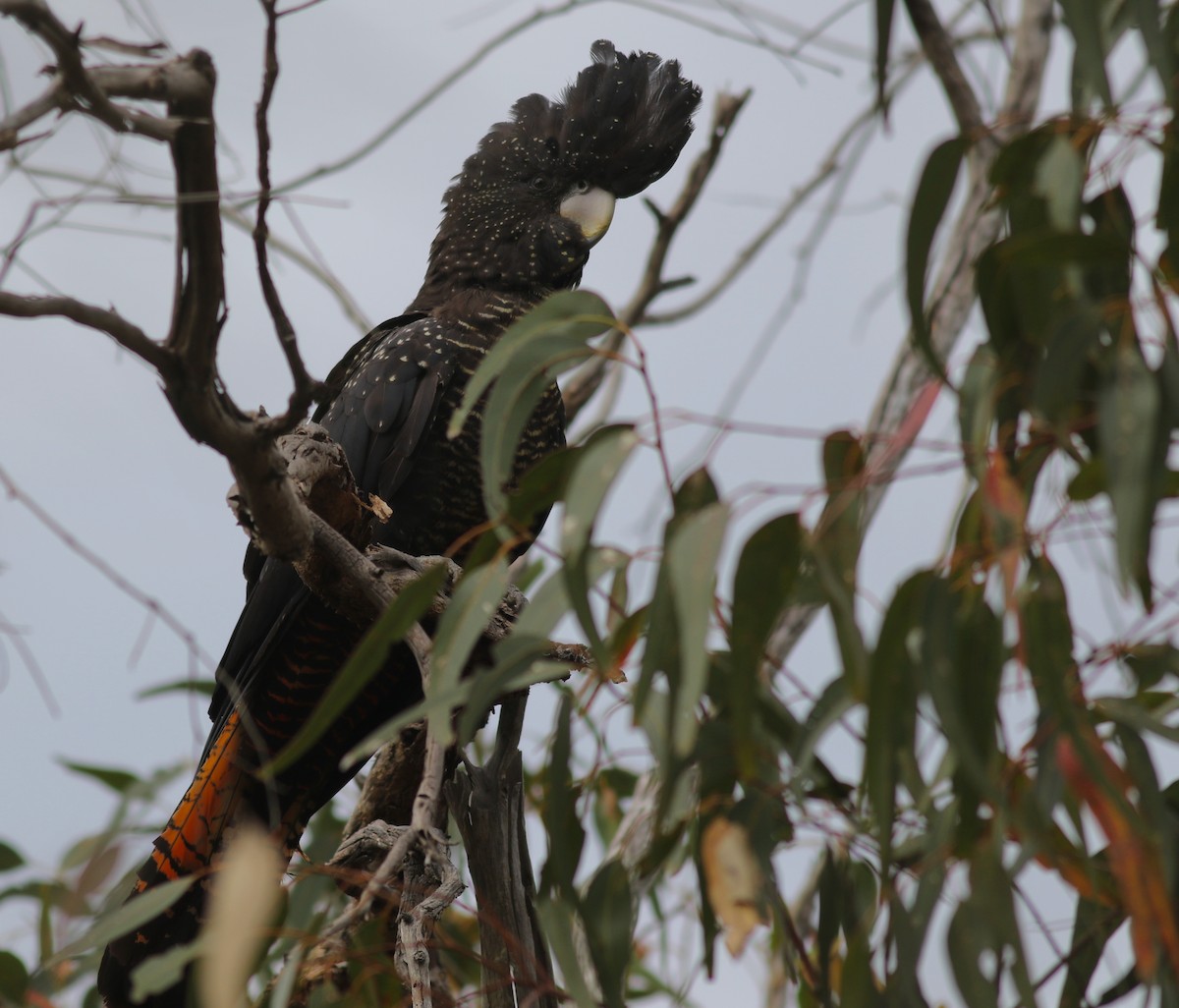 Red-tailed Black-Cockatoo - ML646800062