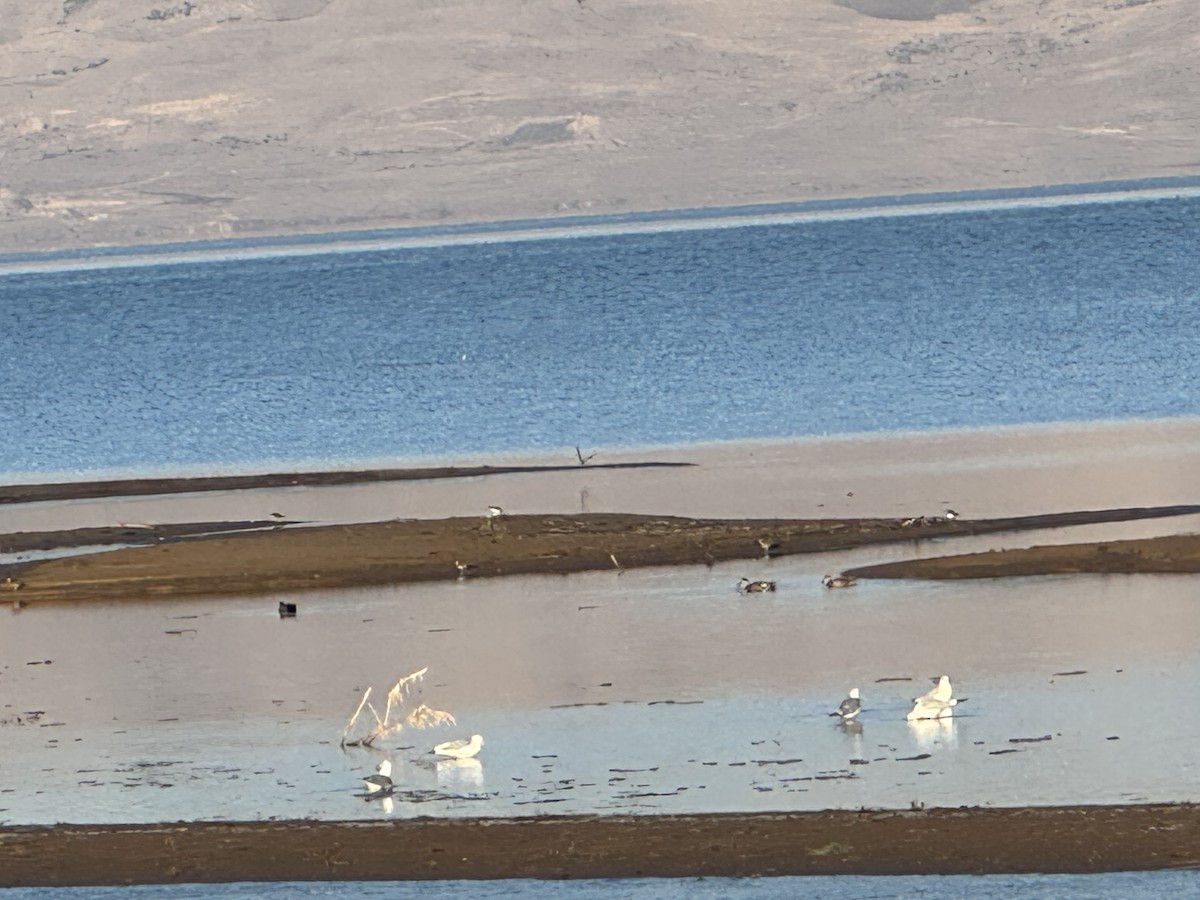 stjertand - ML646800065