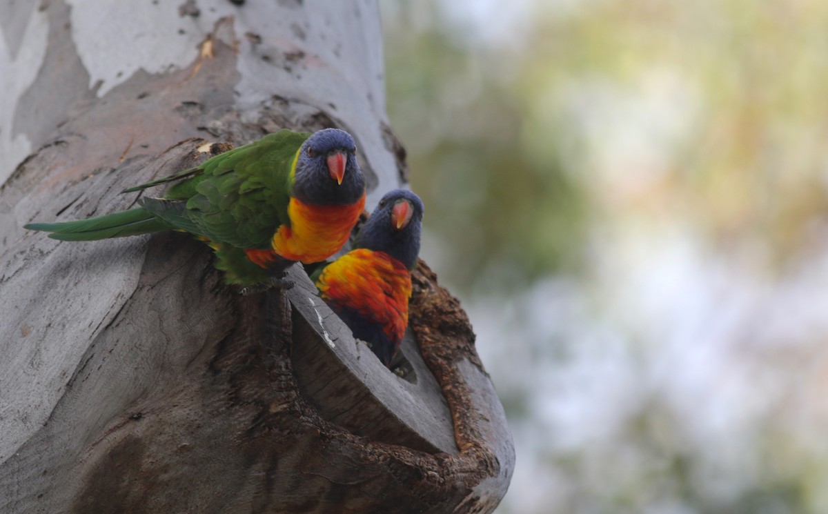 Rainbow Lorikeet - ML646800072