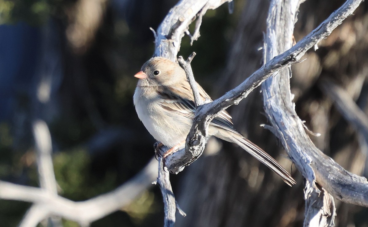 Field Sparrow - ML646800073