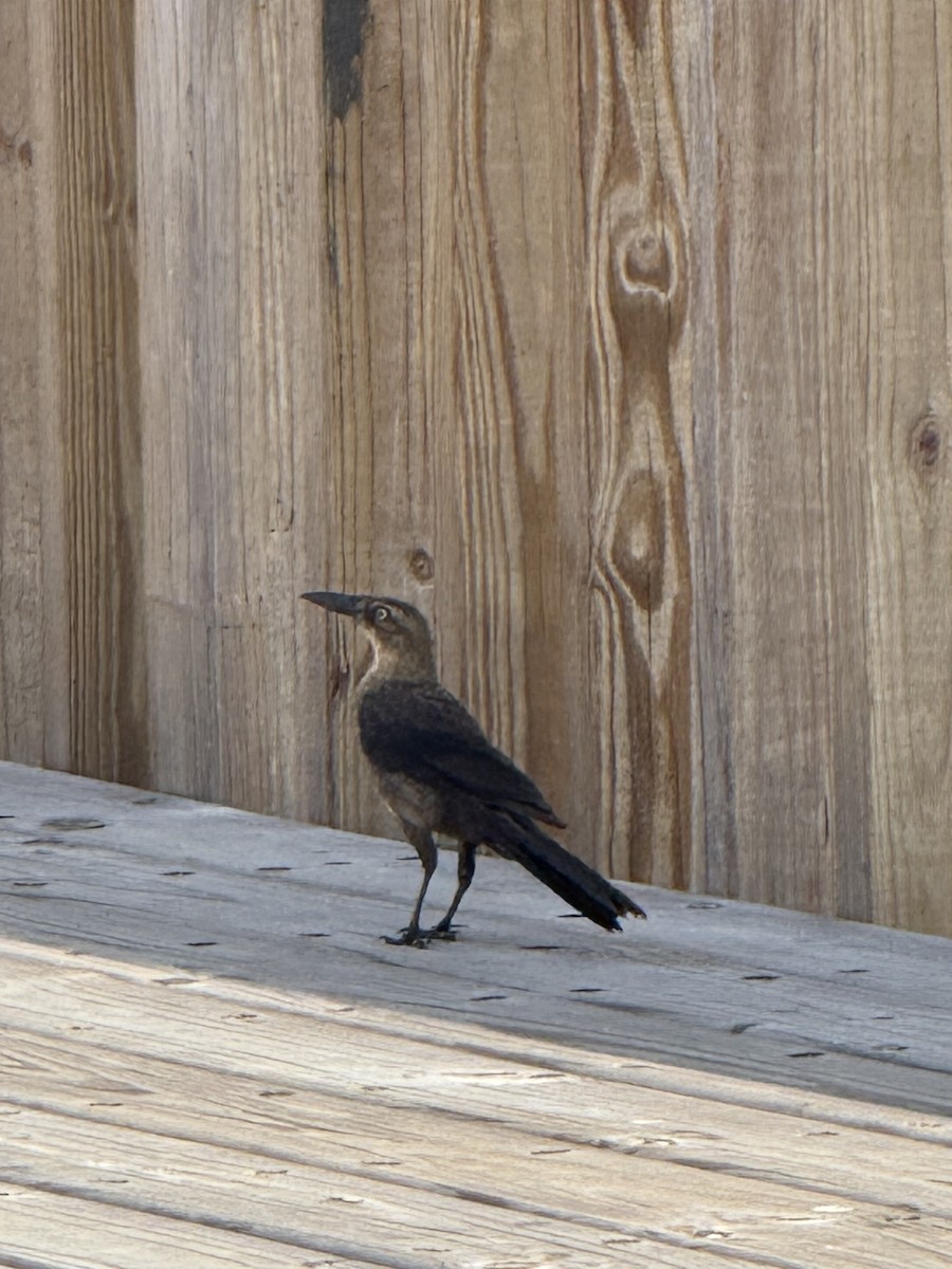 Great-tailed Grackle - ML646800081