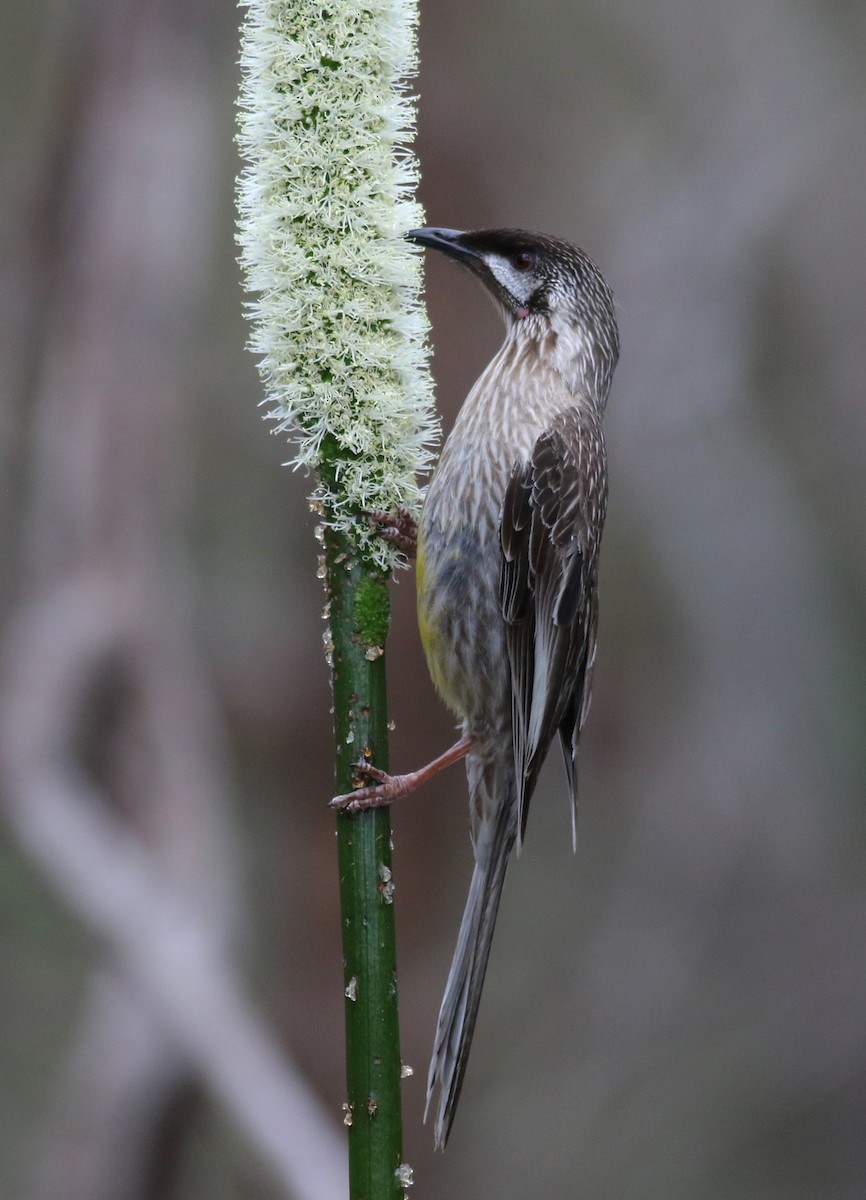 Red Wattlebird - ML646800082