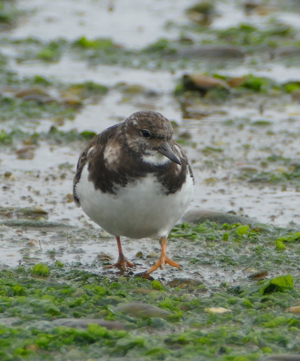 キョウジョシギ - ML646800086