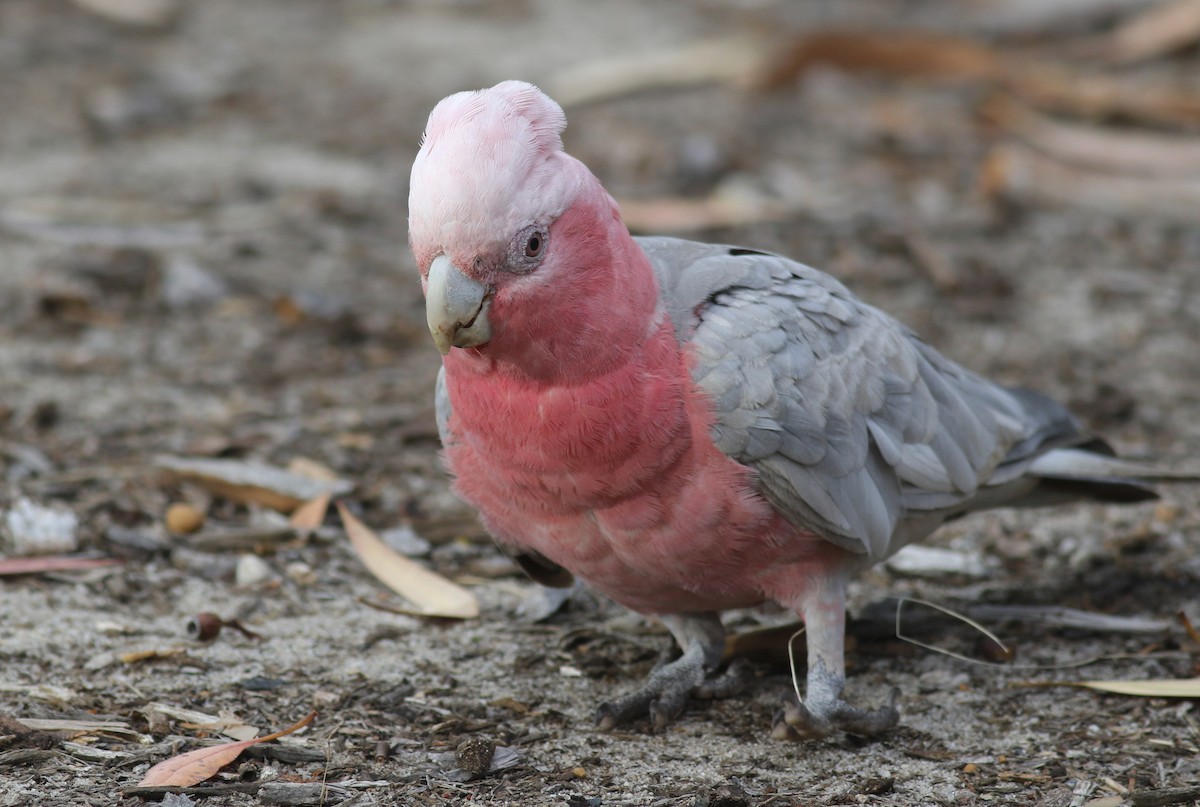 Galah - ML646800093
