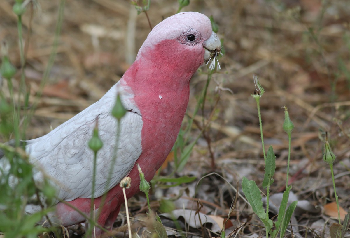 Galah - ML646800094