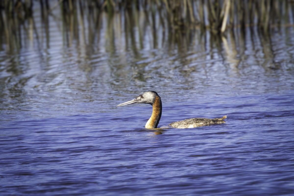 potápka velká - ML646800095