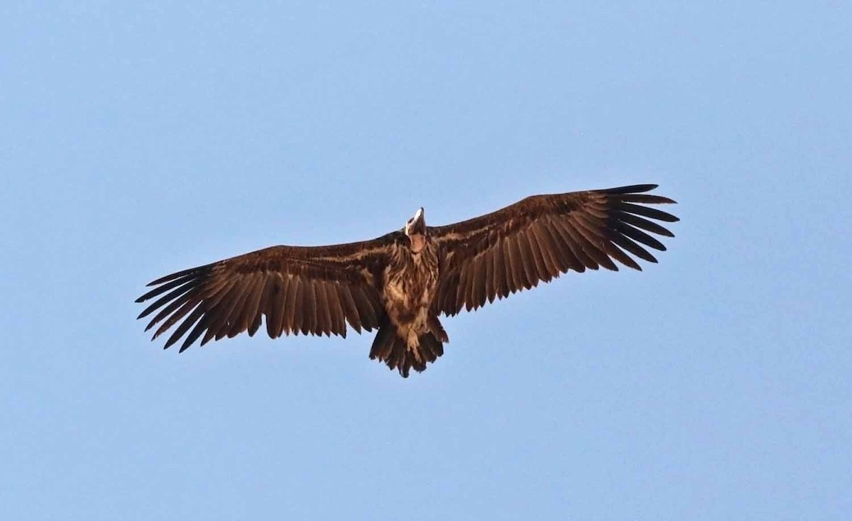 Ушастый гриф - ML646800098