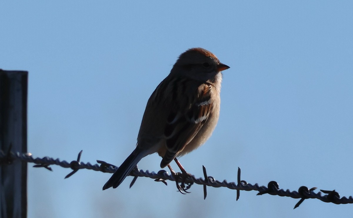 American Tree Sparrow - ML646800101