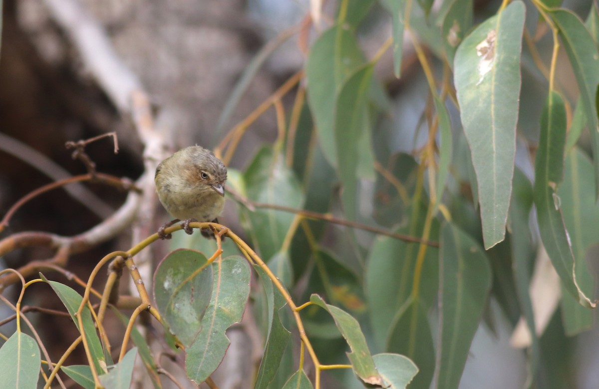 Weebill - ML646800102