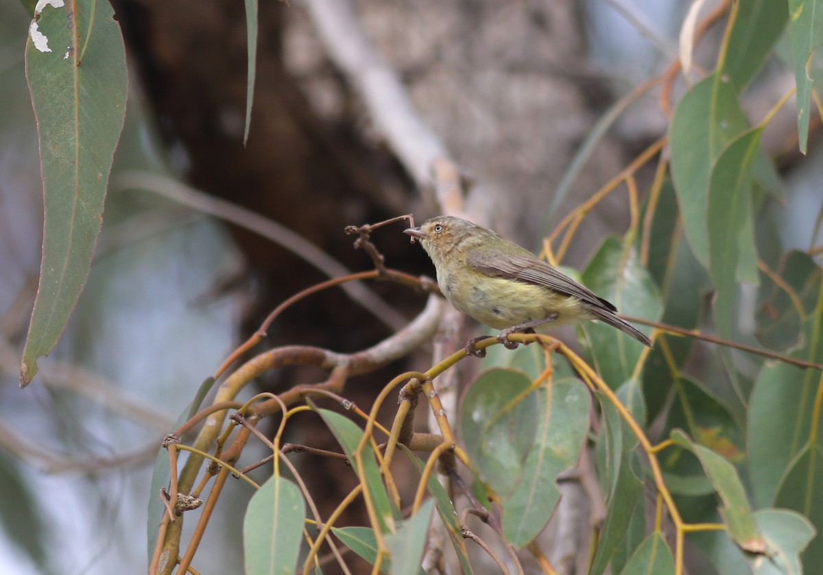 Weebill - ML646800103