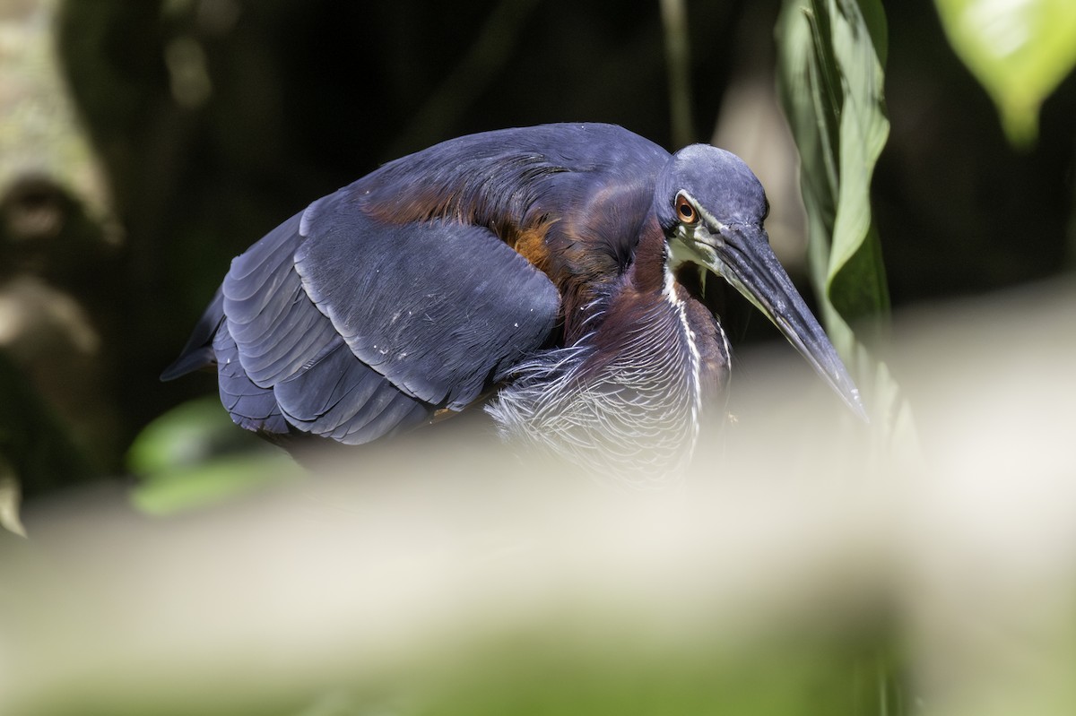 Héron agami - ML646800104