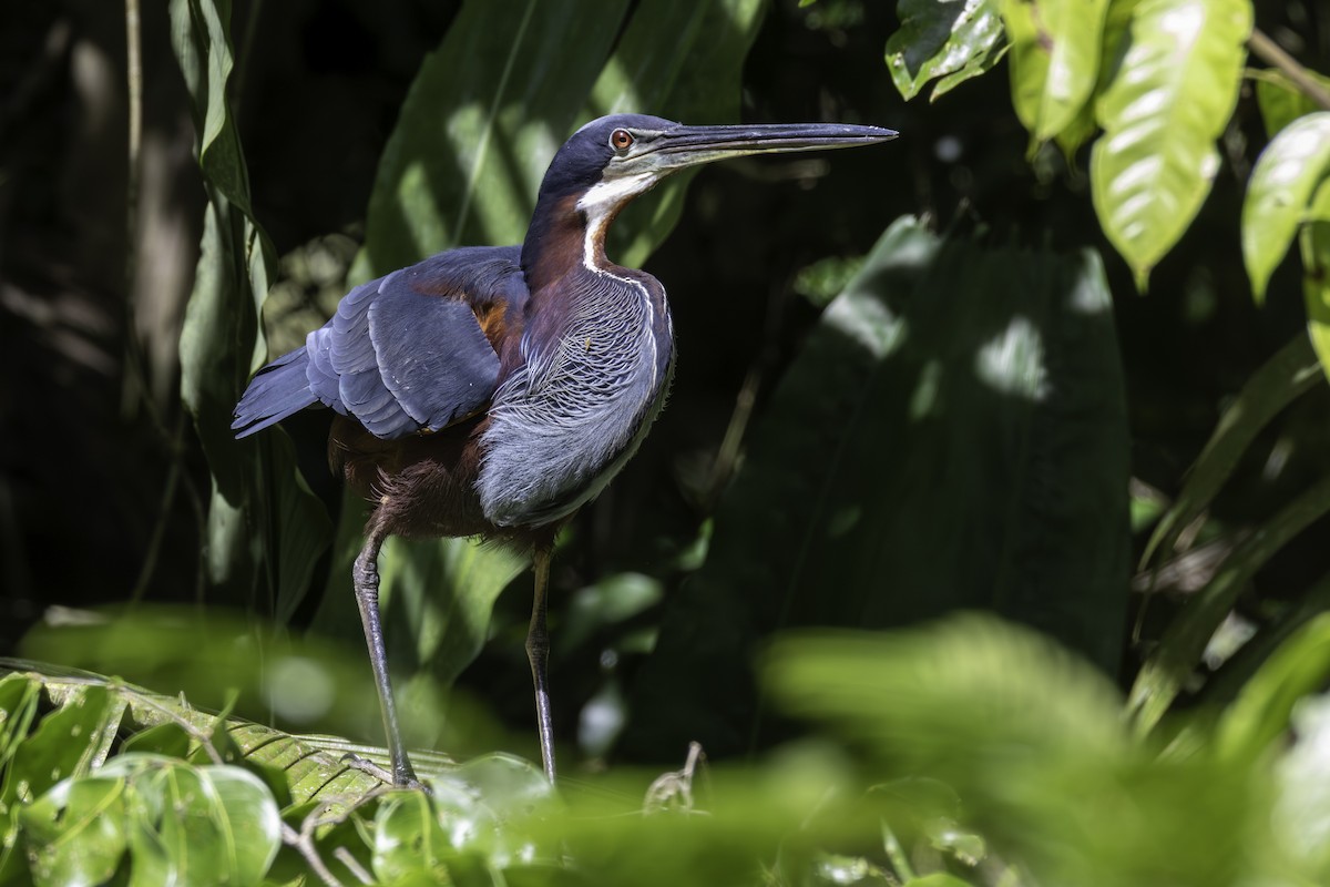 Héron agami - ML646800105