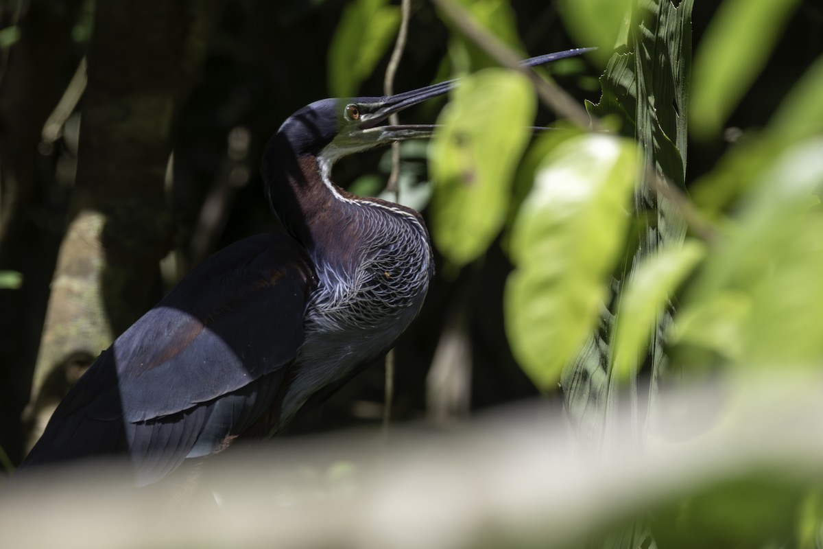 Héron agami - ML646800106