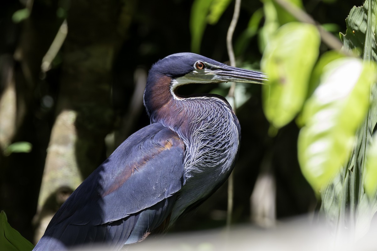 Héron agami - ML646800107