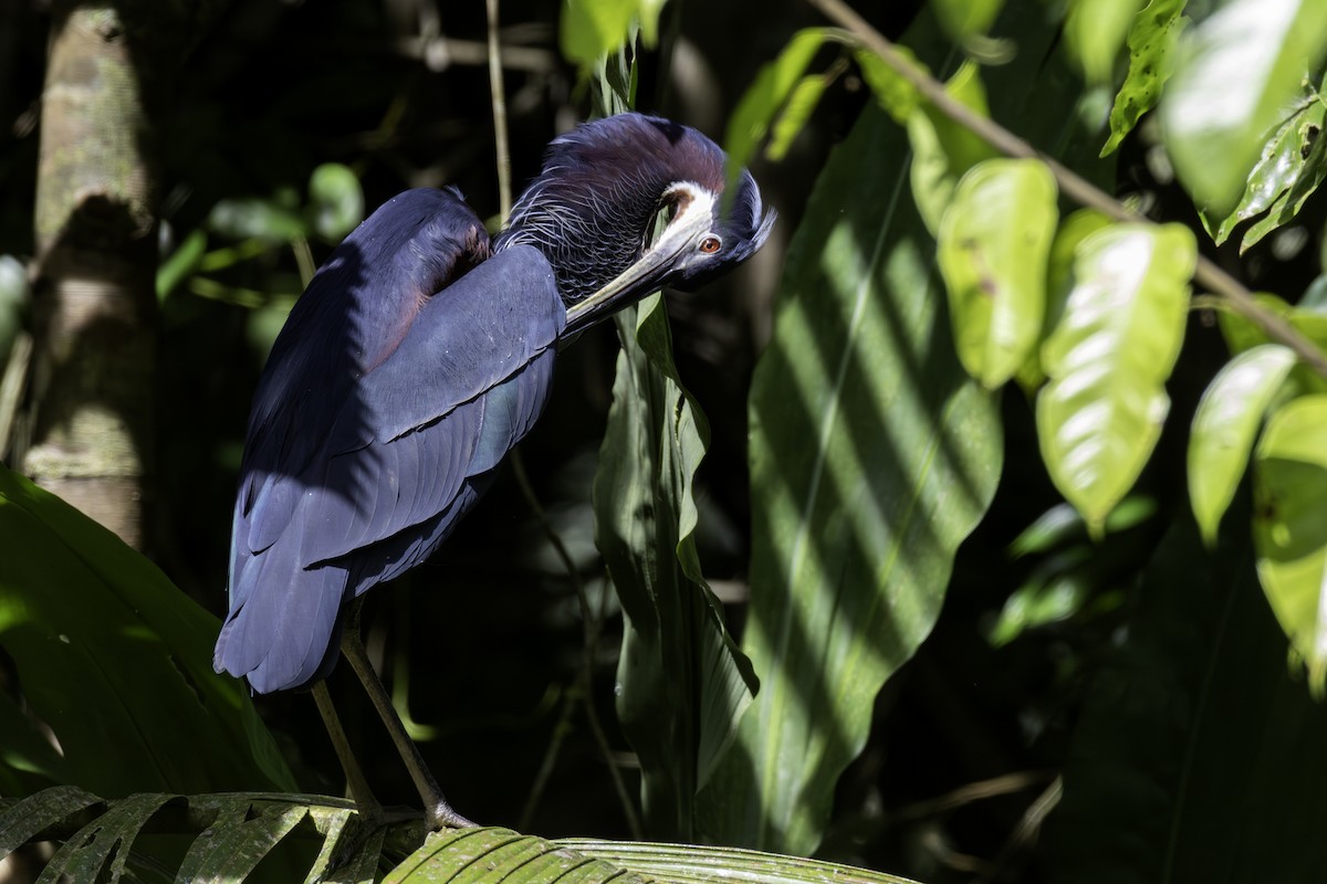 Héron agami - ML646800109