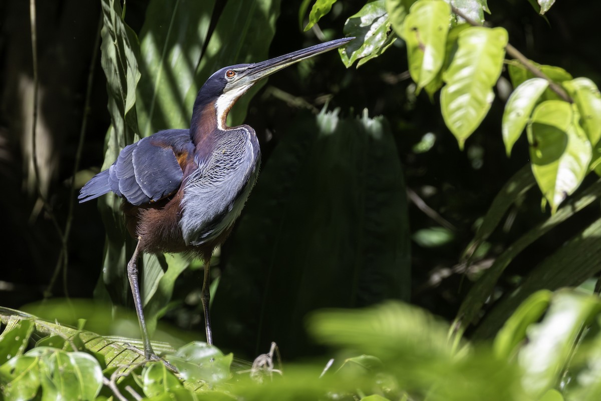 Héron agami - ML646800110