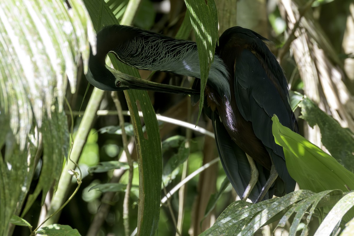 Héron agami - ML646800111