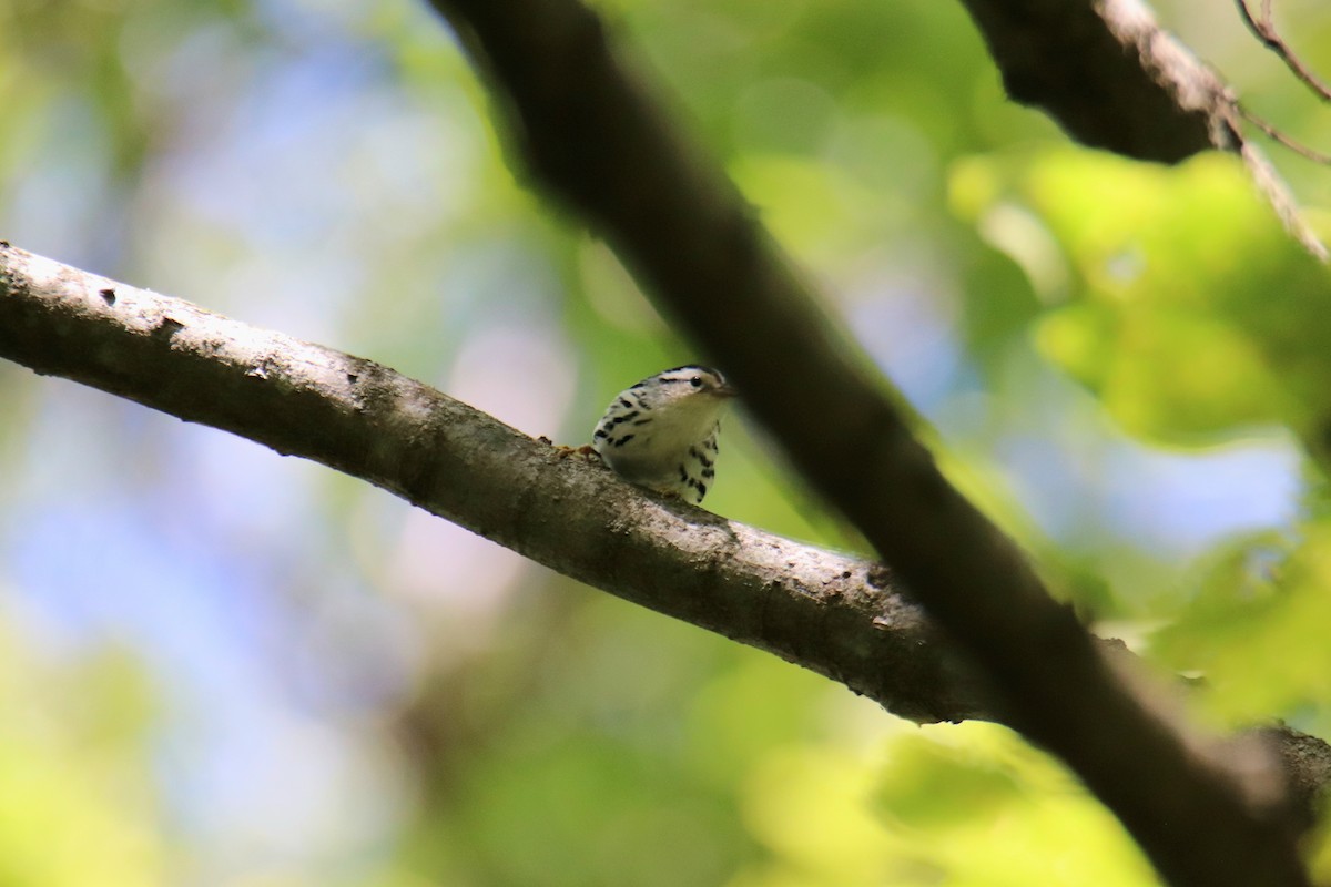 Black-and-white Warbler - ML646800113