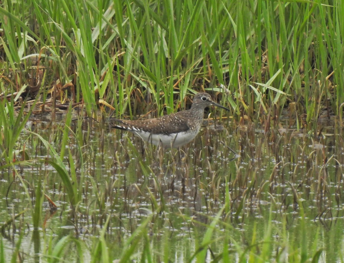 コシグロクサシギ - ML646800114