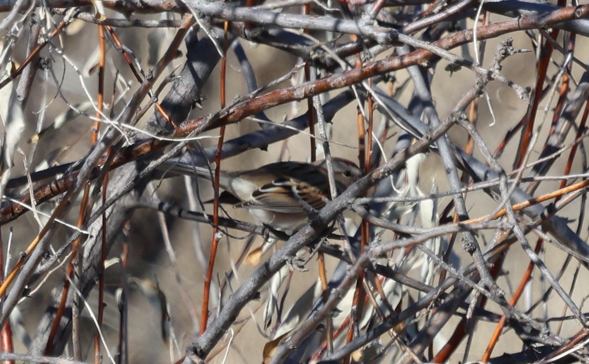 American Tree Sparrow - ML646800115