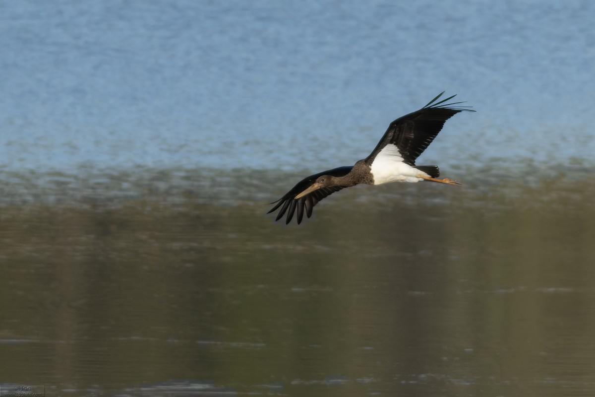 Kara Leylek - ML646800116