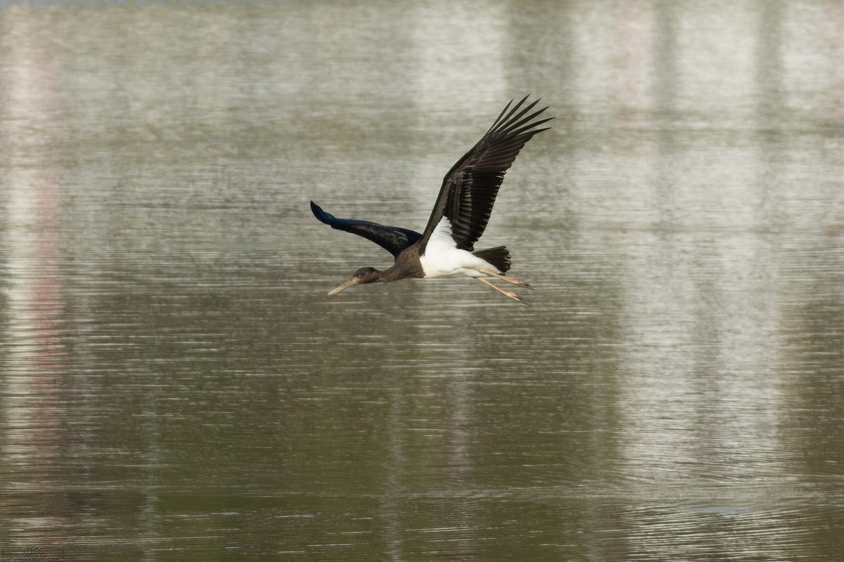 Kara Leylek - ML646800117