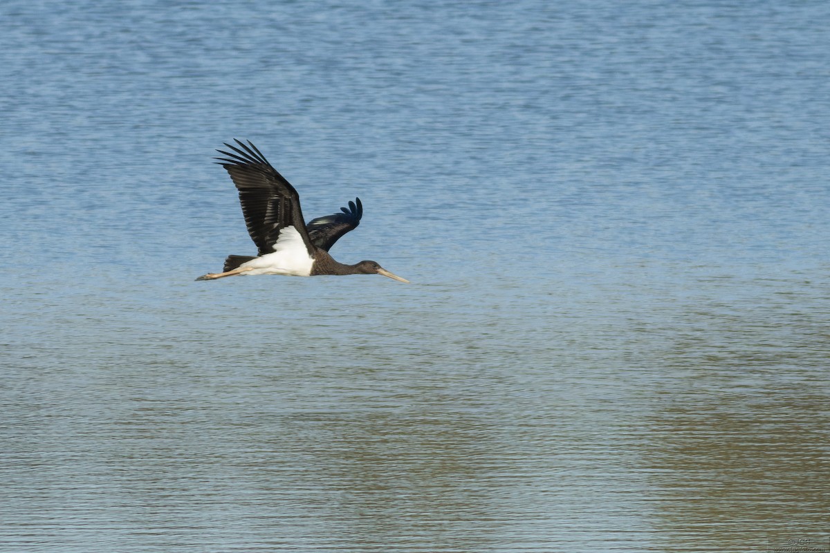 Kara Leylek - ML646800118