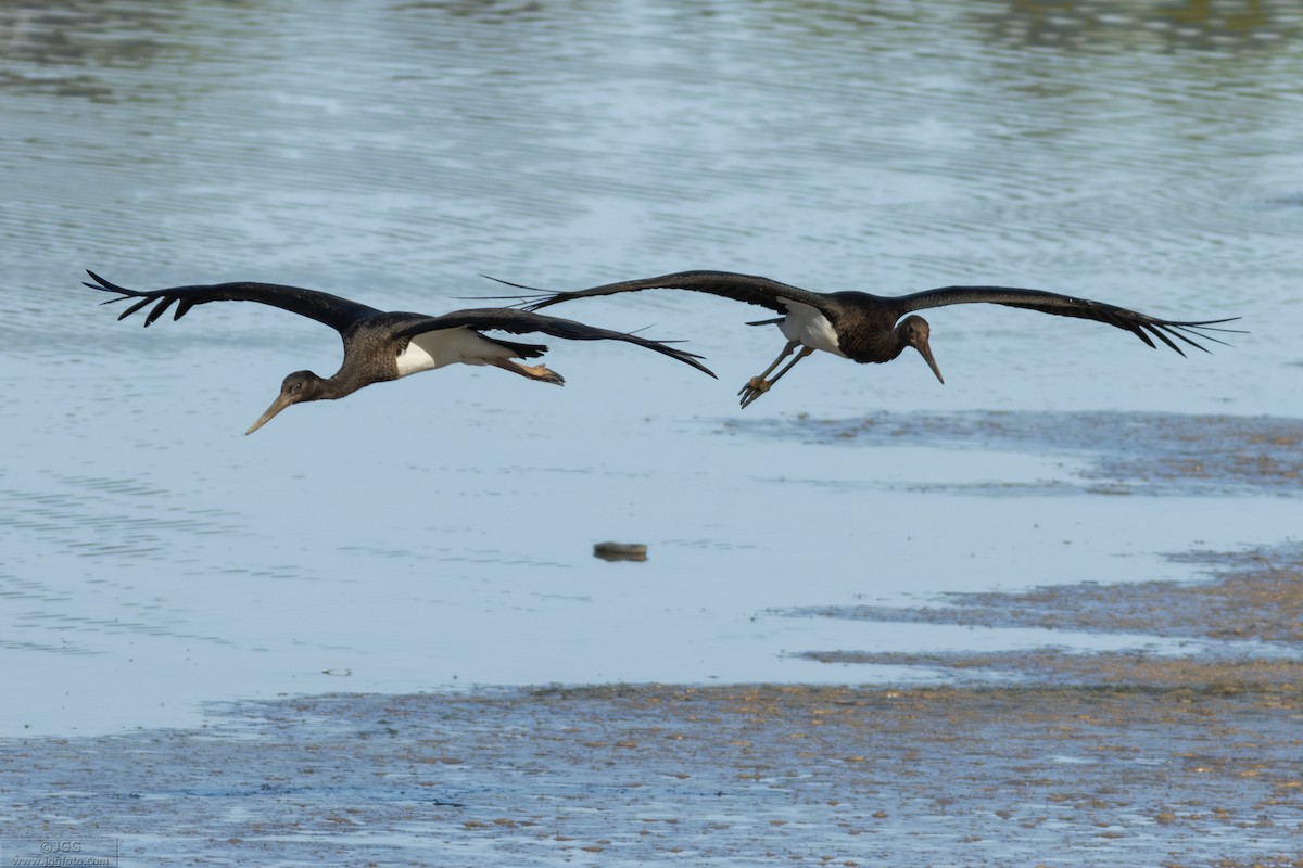 Kara Leylek - ML646800119